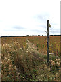 Footpath to Messing Lodge