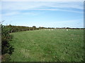 Grazing near Nook Hatcheries