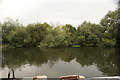 View of bushes reflected in the River Lea at Tottenham Hale #3