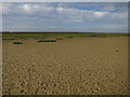 TF9645 : West Sand meets the saltmarsh by Hugh Venables