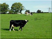 H5572 : Cows, Bracky by Kenneth  Allen