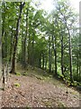 Woodland walk at RHS Rosemoor