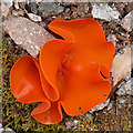 NN2432 : Orange Peel Fungus (Aleuria aurantia) by Anne Burgess