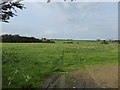 Field on Burrington Moor