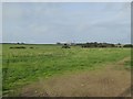 Field on Burrington Moor with woods at Aylescott