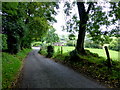 Trees along Corradinna Road