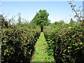 Footpath at Gorsley