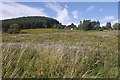 Thistles, Glen Buchat