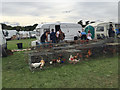 Chickens for sale, Kenilworth Horse Fair