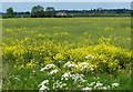 Oil seed rape next to the Chesterfield Canal