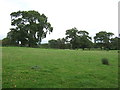 Grazing near Holden