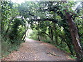 Berengrave Local Nature Reserve, Rainham