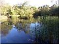 Pond in the grounds of the Chevin Country Park Hotel