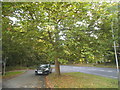 Tree on Swanland Road, Water End