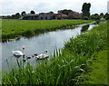 Family of mute swans on the Chesterfield Canal