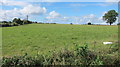 Sheep in a field with two telecommunication masts