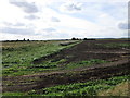 Peaty land, Dunston Fen