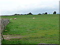 SE0887 : Cattle pasture, north side of Common Lane by Christine Johnstone
