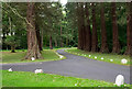 Redwoods at road junction