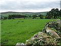 Cattle pasture, north-east of Agglethorpe