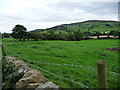 Wooded farmland in Coverdale