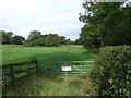 Grazing near Slater House