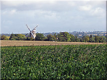 TL5055 : Fulbourn Windmill from Shelford Road by John Sutton
