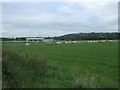 Grazing off Chipping Lane