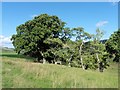 Grove of oak trees beside the Bowmont Water