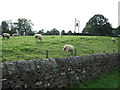 Grazing, Grindleton 