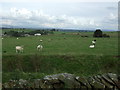 Grazing off Smalden Lane