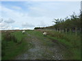 Track (footpath) to Swallow Scars