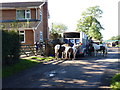 Ponies being prepared at Hill Farm, Crofts Lane