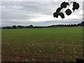 Fields at Rothamsted