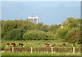 Grazing east of Stafford