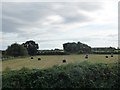 SE6311 : Farmland, east end of Peaker Ings by Christine Johnstone