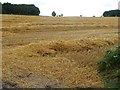 SK3361 : Straw in the field, east of Holestone Gate Road by Christine Johnstone
