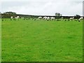 Sheep and crows, east of Holestone Gate Road