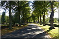 Tree lined driveway at Gilroes Cemetery