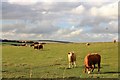 Cattle Grazing