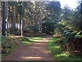 Around Old Wavendon Heath