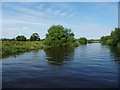 SE5943 : West bank, River Ouse, at South Ings by Christine Johnstone