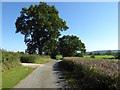 Oak trees beside a no through road