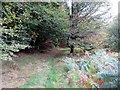 SD8161 : Footpath through Cleatop Wood by philandju