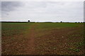 Path leading to Mansfield Woodhouse