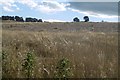 Farmland, Mause