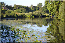 SP2964 : Water lilies on the River Avon, southeast Warwick by Robin Stott