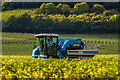 TQ1650 : Grape harvesting at Denbies Vineyard by Ian Capper