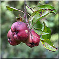 Crab apples, Longwood Common