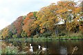 NJ7720 : Autumn Swans by Andrew Wood